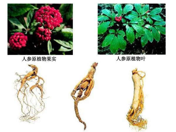 化妆品企业该如何打响“中草药化妆品”这一民族标签？